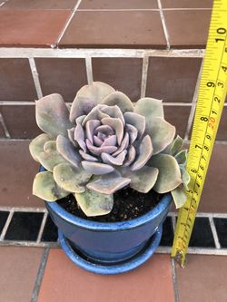 Purple Succulent