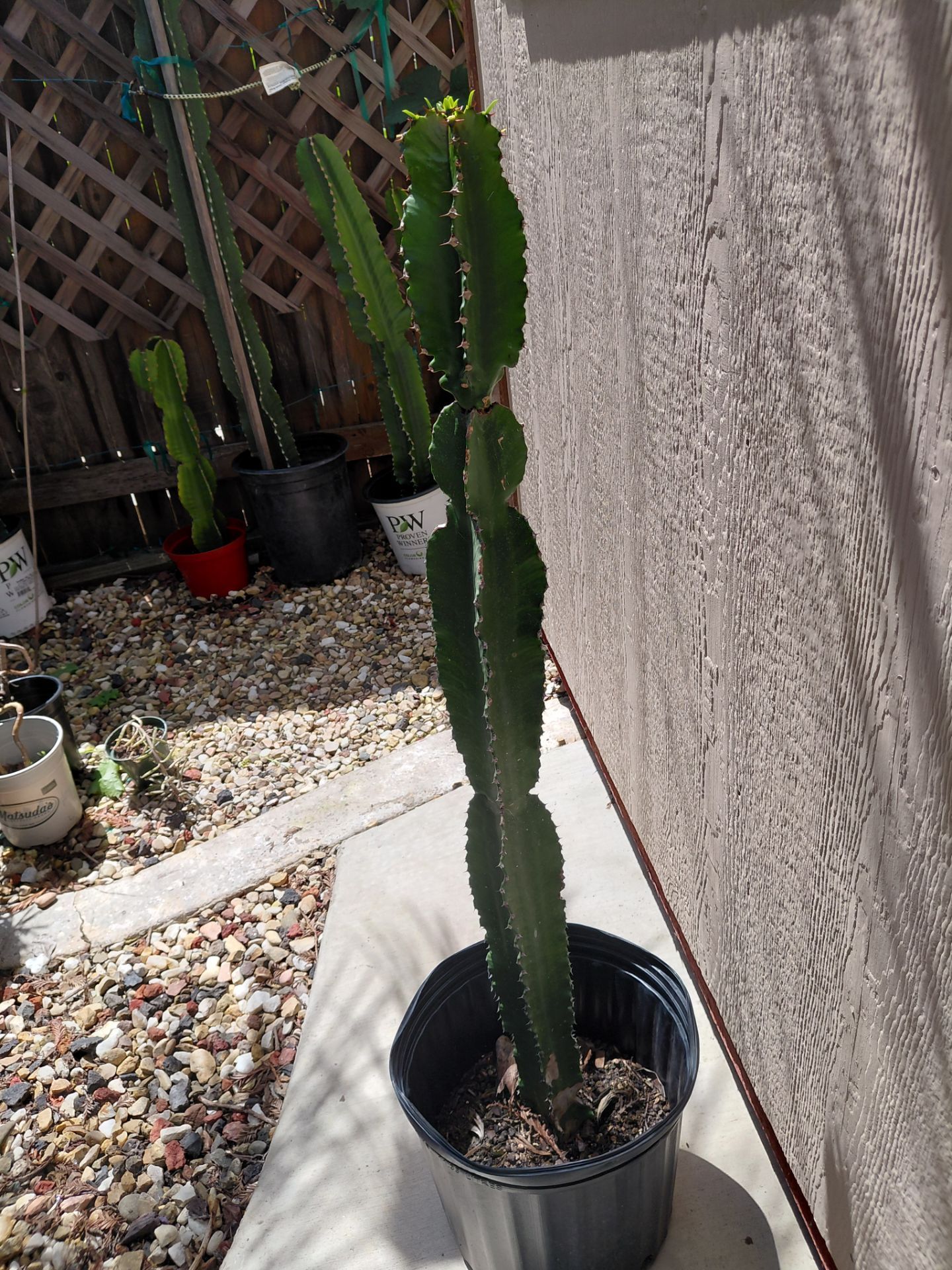 Cactus