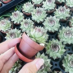 Fairy Garden Pot Sempervivium Black 