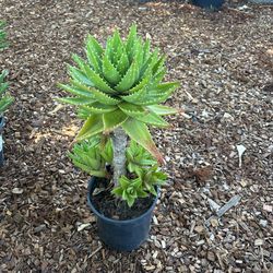 Aloe Vera Plants 25$