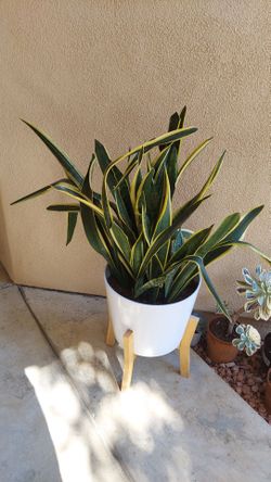 Snake plant