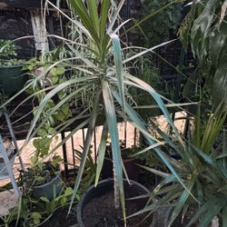 Dragon Tree (Dracaena marginata). North Hollywood 