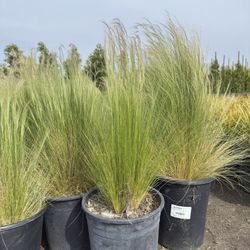 MEXICAN FEATHER GRASS