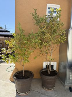 GUAVA TREES