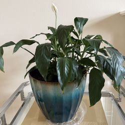 Live Peace Lily Blooming Plant In 12” Large Pot
