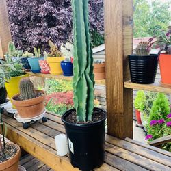 Live indoor Peruvian Apple cactus plant in a plastic nursery planter pot—firm price