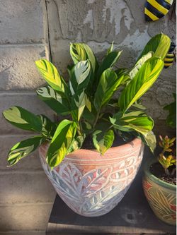 Plant