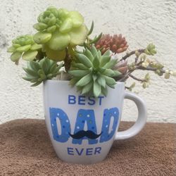 Succulents Plant 