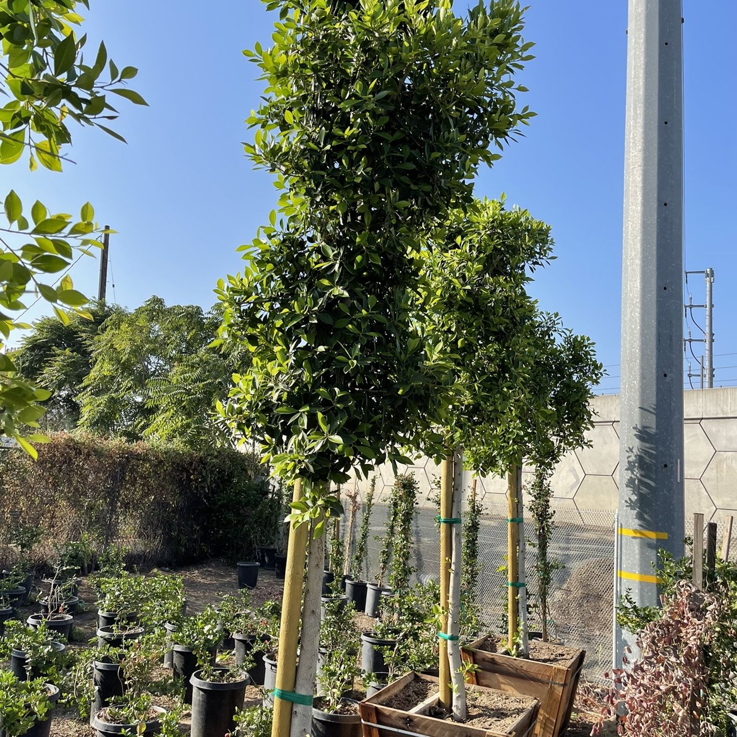 Ficus Nitida - Indian Laurel