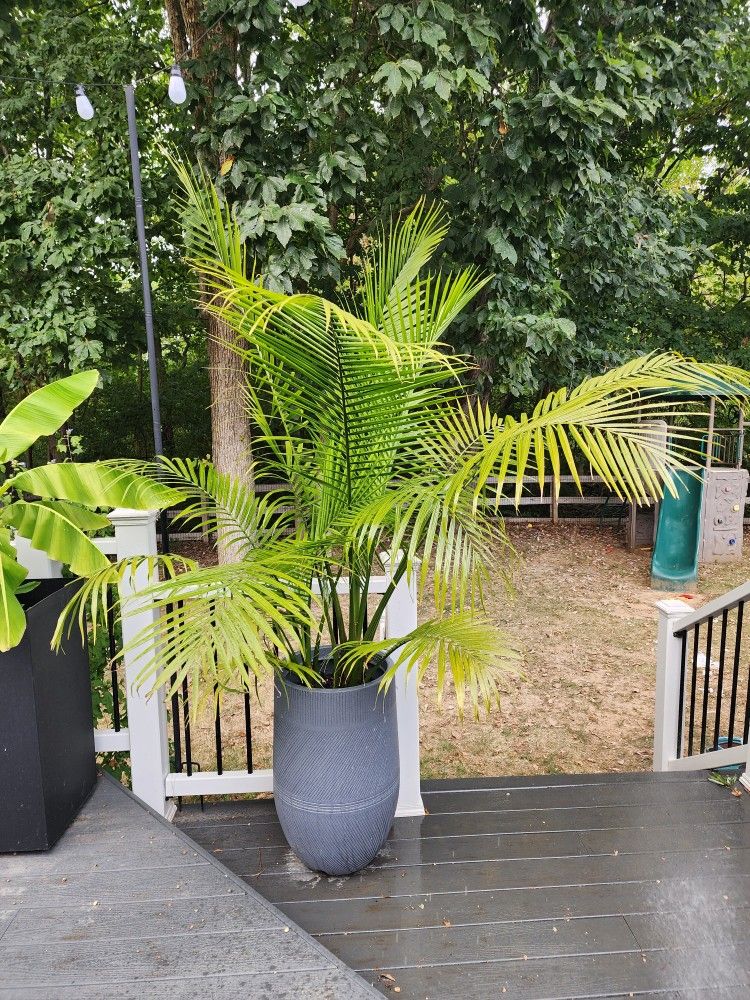 Huge Palm Tree In Planter