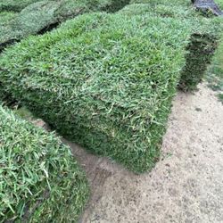 Grass Sod For Sale Bermuda St Agustine Zoyza 