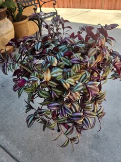 Wandering jew plant