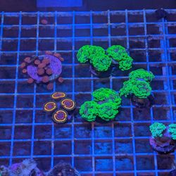 Coral Reef Decoration - High End