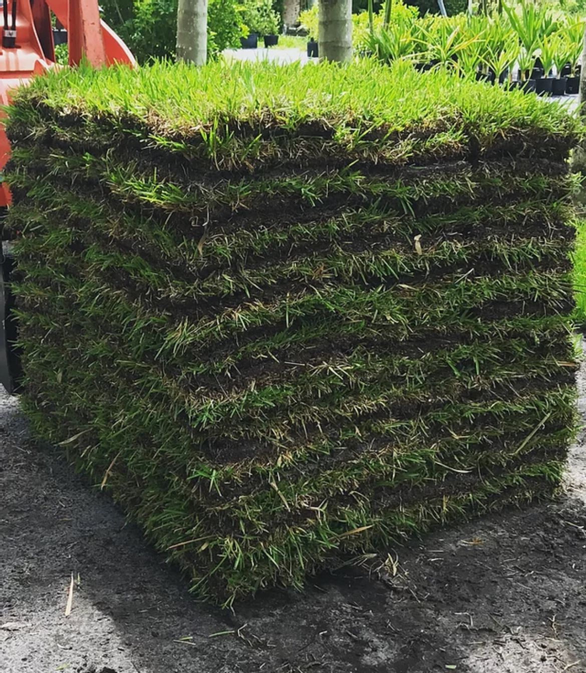 Fresh Cut Sod