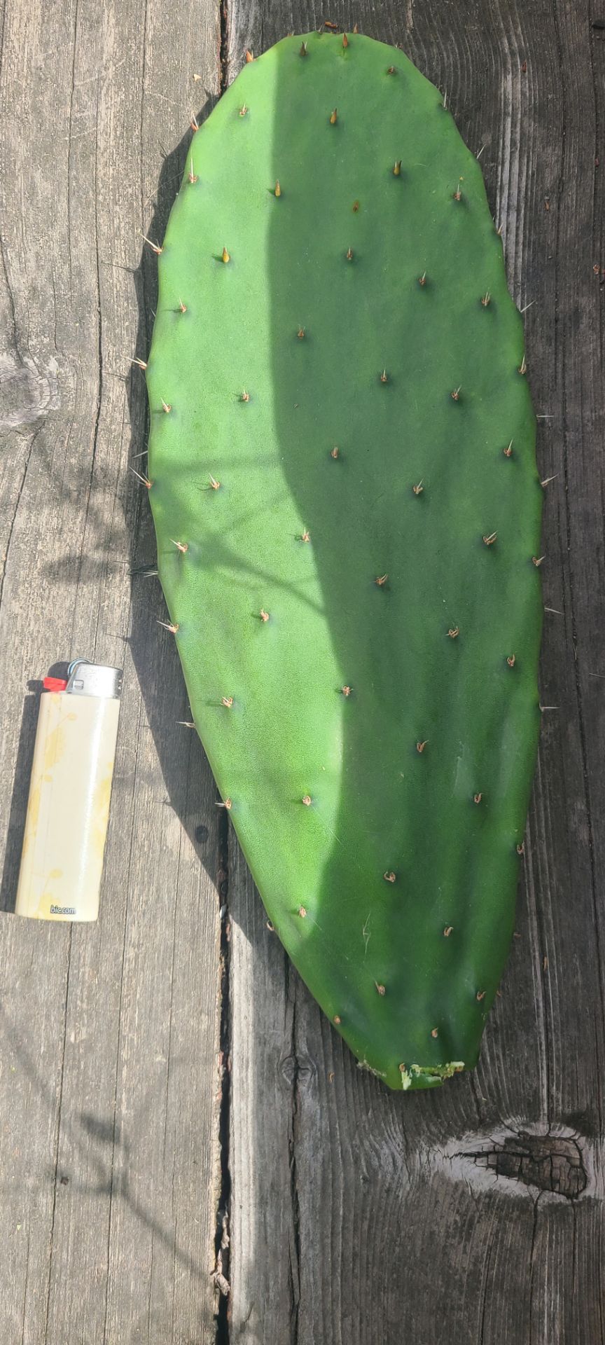 Prickly cactus for free