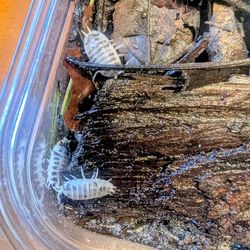 Dairy Cow Isopods
