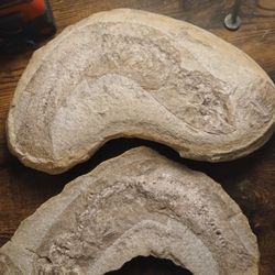 Cretaceous period fish fossil. Tharrhias araripis. 145 millions years old
