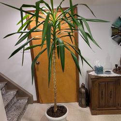 6 Foot Tall Houseplant (Pot Not Included)