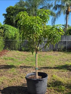 Glenn grafted mango tree 25gal