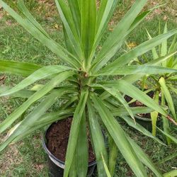 Yucca Plant  $8- $10-$15- $35  (depending size)