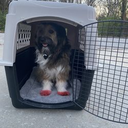 Dog Crate 