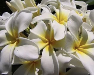 Plumeria Cuttings In Pots