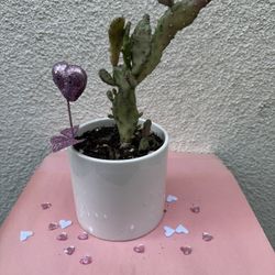 Valentines Gift Cactus Plant