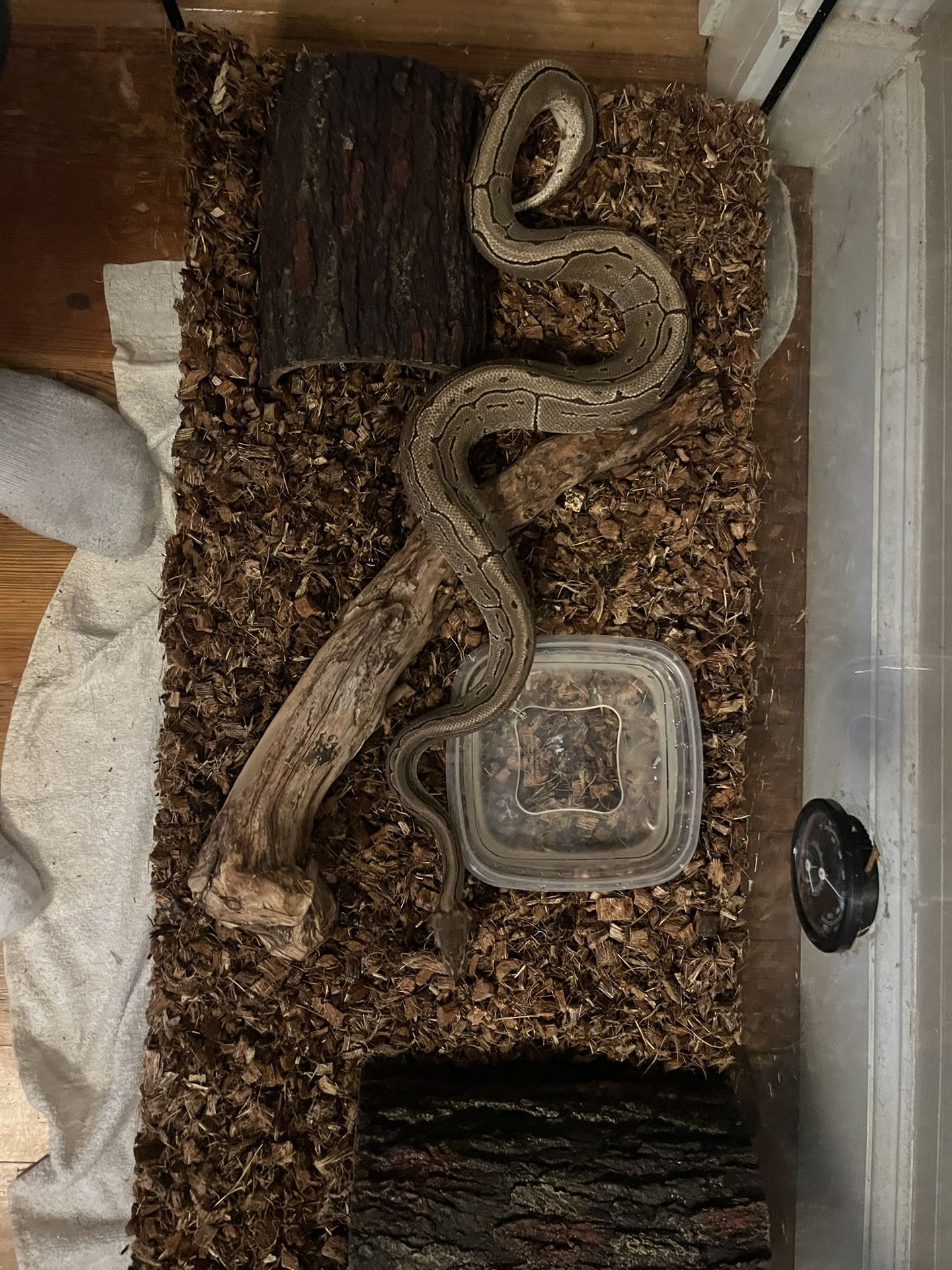 Ball Python Snake And Tank