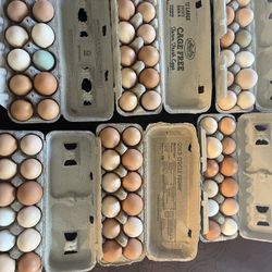 Eggs