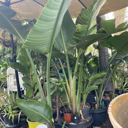 Birds of paradise