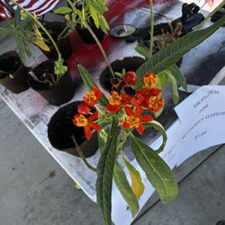 Milk Week Monarch Butterfly Garden