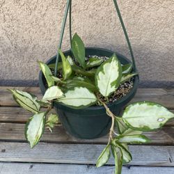 Hoya Plant