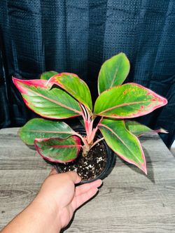 Plants