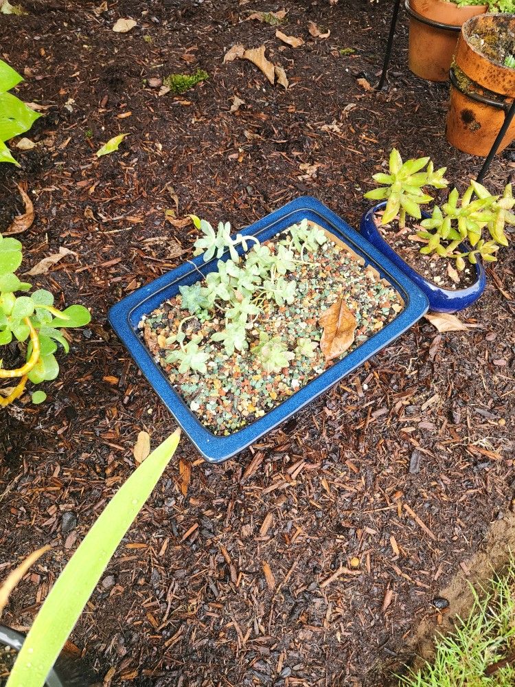 Jade plants $5-$10 ea