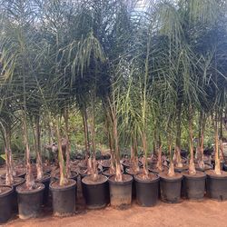 15 Gallon Size- Queen Palm Trees- Approximately 6- 8 feet tall