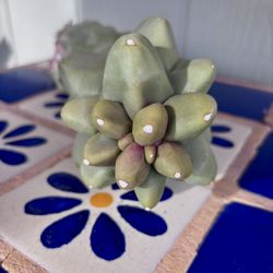 Totem Pole Cactus Live Plant Cutting 