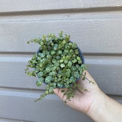 4” String Of Turtles