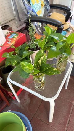 Pothos