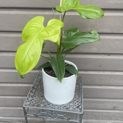 6” philodendron bipennifolium aurea ceramic pot 