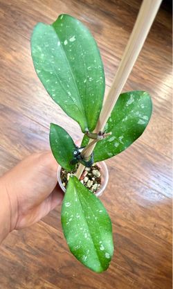 Hoya Erythrina Splash