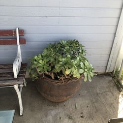 Succulent In Clay Pot