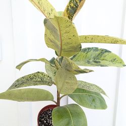 Ficus Shivereana Moonshine Plant 6" Pot - Indoor House Plants