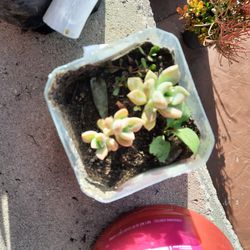 Small Succulents -$1 each