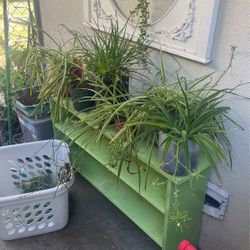 Beautiful Spider Plants 