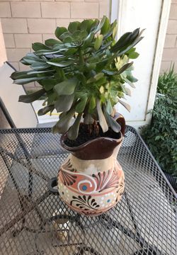Succulent plant in clay pottery