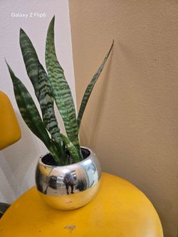 Suculenta