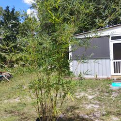 1 Large Bamboo, Over 14 Feet High