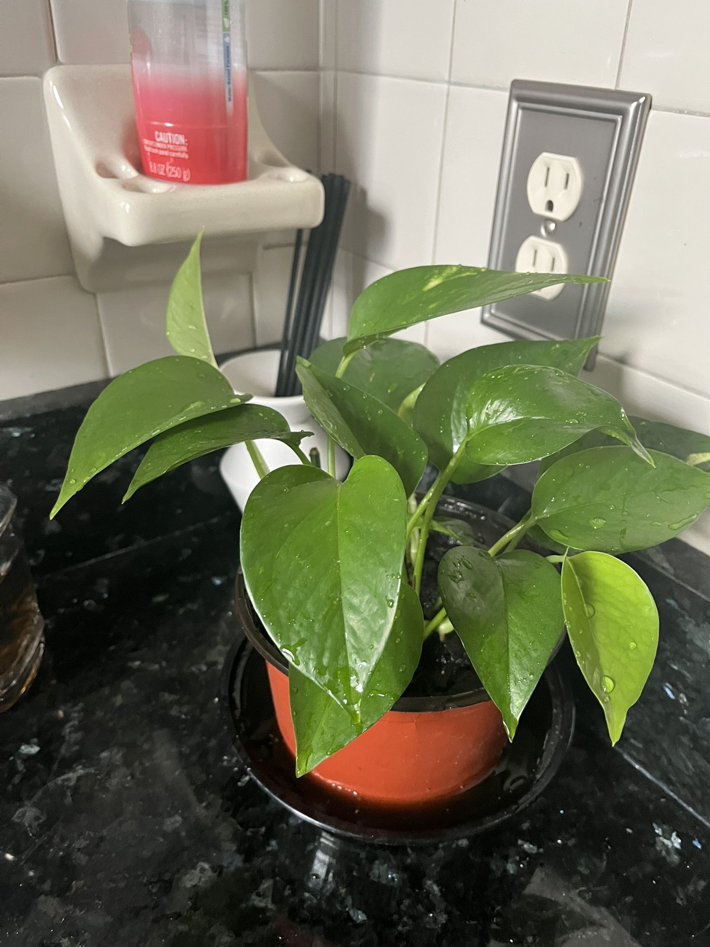 Pothos Plant