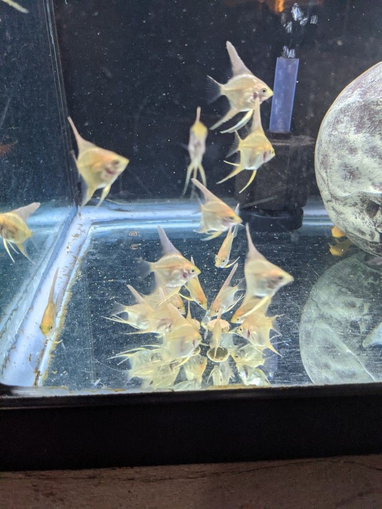 Fish Tank Decorations