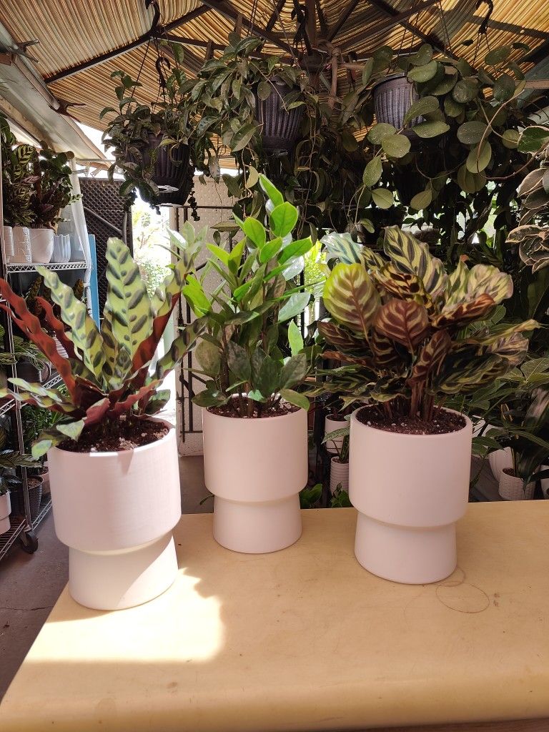 Calathea Indoor Plants